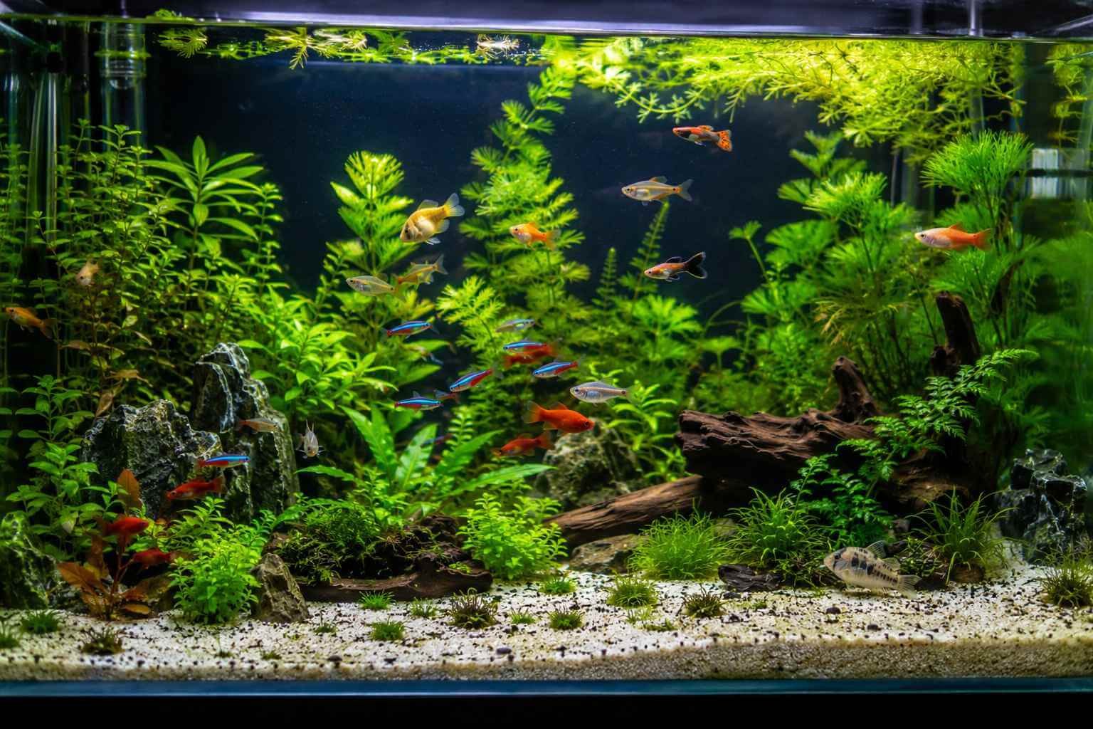 Healthy, clear aquarium with active fish and clean water