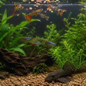 Comparison of floating flakes and sinking pellets in an aquarium